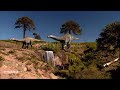 gettyimages Two Apatosauruses cross a stream near a waterfall HD stock video
