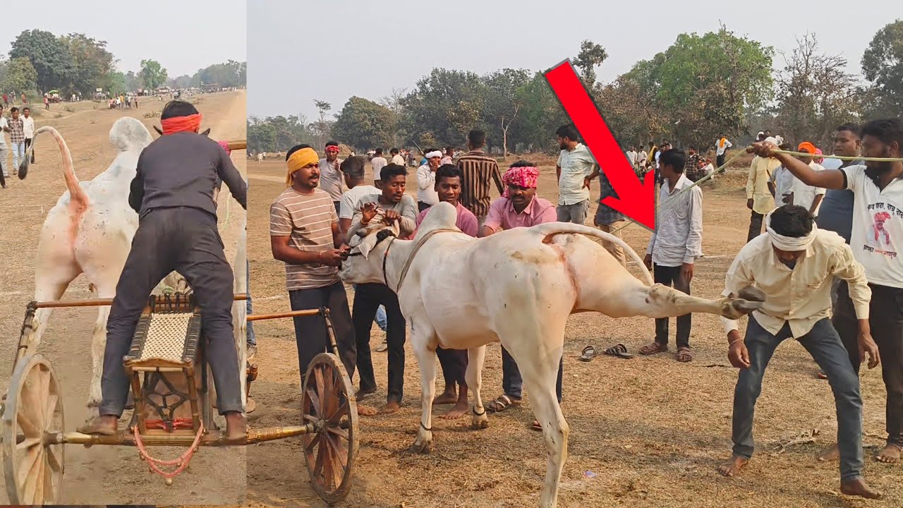 रिनायत भैया नंदी महो गाँव पाटन वाला नाटा पट प्रतियोगिता झंझागी  स्टार्टिंग पॉइंट में  छूटते हुए.ox