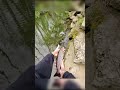 Just a fishy day 🎣🎣#likeandsubscribe #foryou #fishing #foryou #shorts