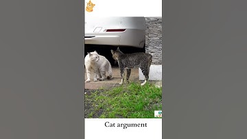 Cat Fight Argument for Territory Superiority🐱 #shorts