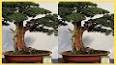 The World of Bonsai Trees: A Journey into Miniature Landscapes ile ilgili video