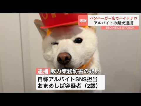 ハンバーガー屋でバイトテロした柴犬