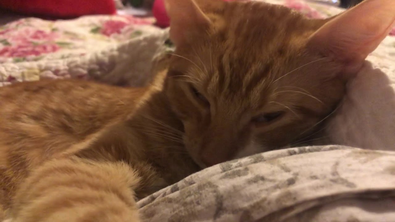 Sleepy Cat YouTube