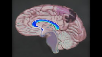 Left Right Brain connector Corpus Callosum Massage (creative common, remix!)