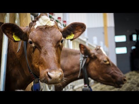 Video: Franske Bønder Prøver å Finne Ut Hvorfor Kuene Deres På Mystisk Vis Dør - - Alternativ Visning