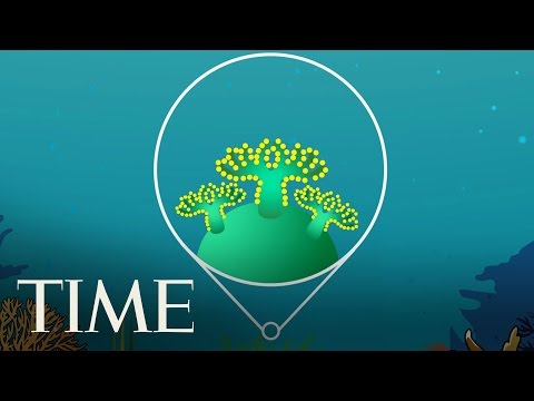 What Is Coral Bleaching? | TIME