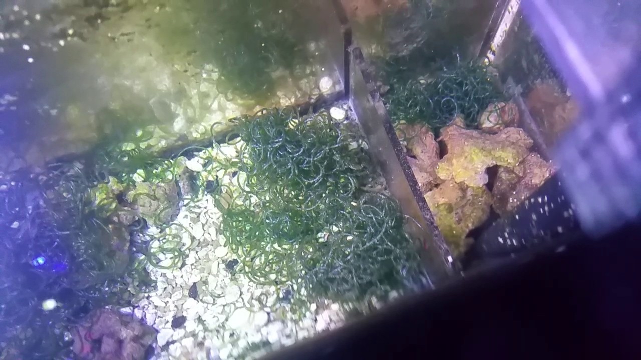 video player bugs in hob refugium and clowns sleep in shell