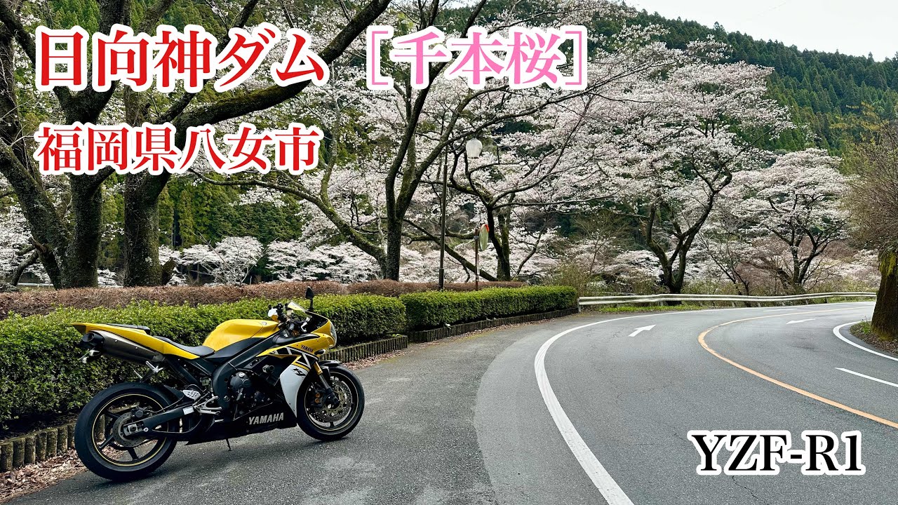 日向神ダム［千本桜］ 福岡県八女市 YAMAHA YZF-R1 - YouTube