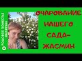 Чубушник- жасмин садовый. Ароматный обильноцветущий кустарник.