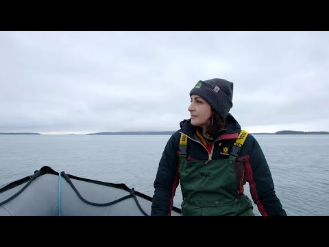 In Maine, Seaweed