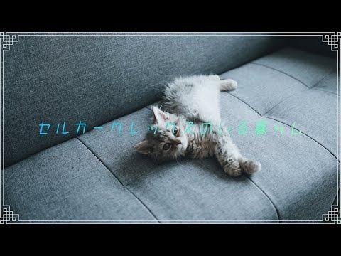 子猫を迎えました「セルカークレックス爆誕」ルート君