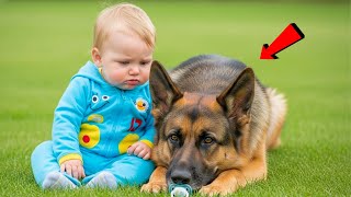 Baby Watched a German Shepherd Gently Take His Pacifier and Refuse to Give It Back - What Baby did..