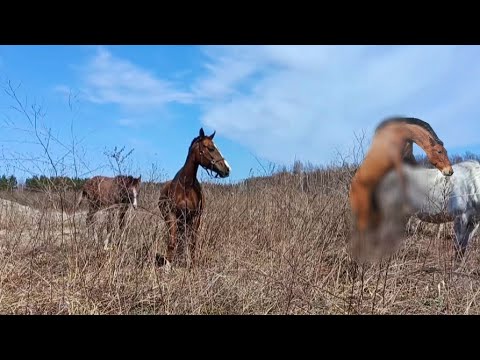 Video: American Quarter Horse Horse Breed Allergivänliga, Hälsa Och Livslängd