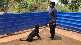 Rottweiler Dog Training Kannada 1 2 3