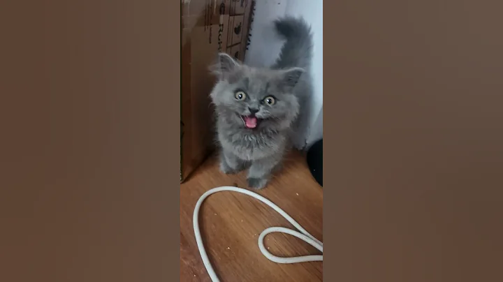 Watch the video about British longhair kitten