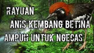 Suara Anis Kembang Betina Membuat Jantan Birahi Dan Cepat Bunyi