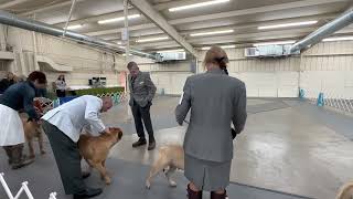 Dog show today 42123 bullmastiff. Fayetteville AR