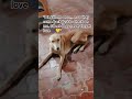 #StreetDogLove#FeedStrays#DogLove#StreetDogs#AnimalLove#KindnessMatters#DogLife#dogshorts #dogs