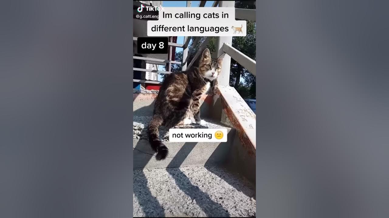 STARDENBURDENHARDENBART day8 Cat Calling in different languages (German