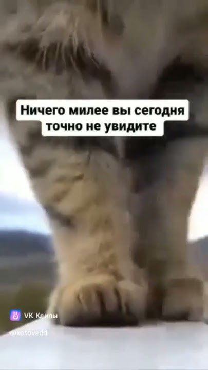 Кот в тренде - YouTube