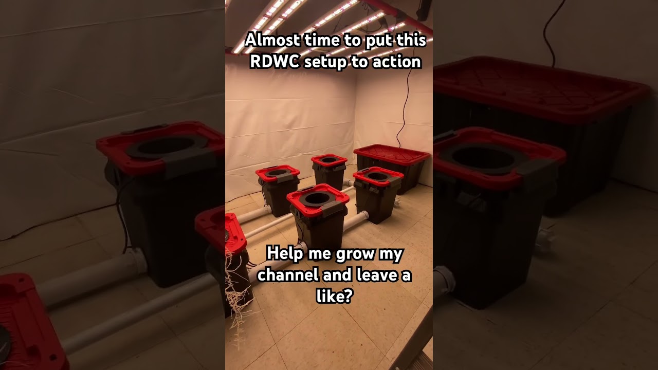 Plants! Lights! Grow! Almost time to run my RDWC Indoor grow room