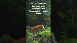 A, Or Japanese, Deer Caught On Camera In The Daylight