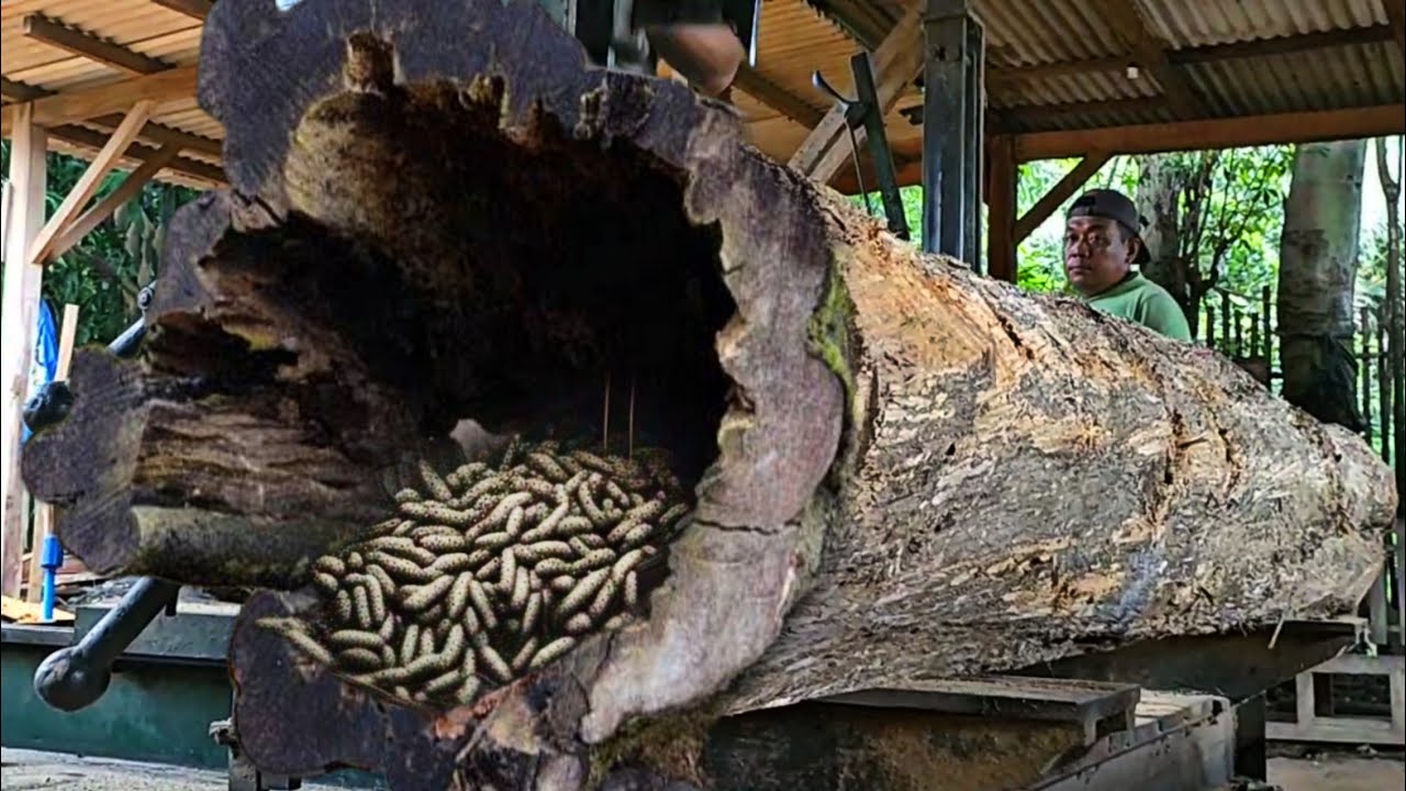 Unexpected sawing of old teak logs at the sawmill - YouTube