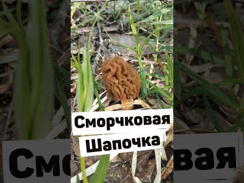 Первые грибы. Сморчковая шапочка