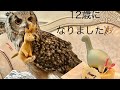 意地っ張りなフクロウ？実はとっても素直な子です♡