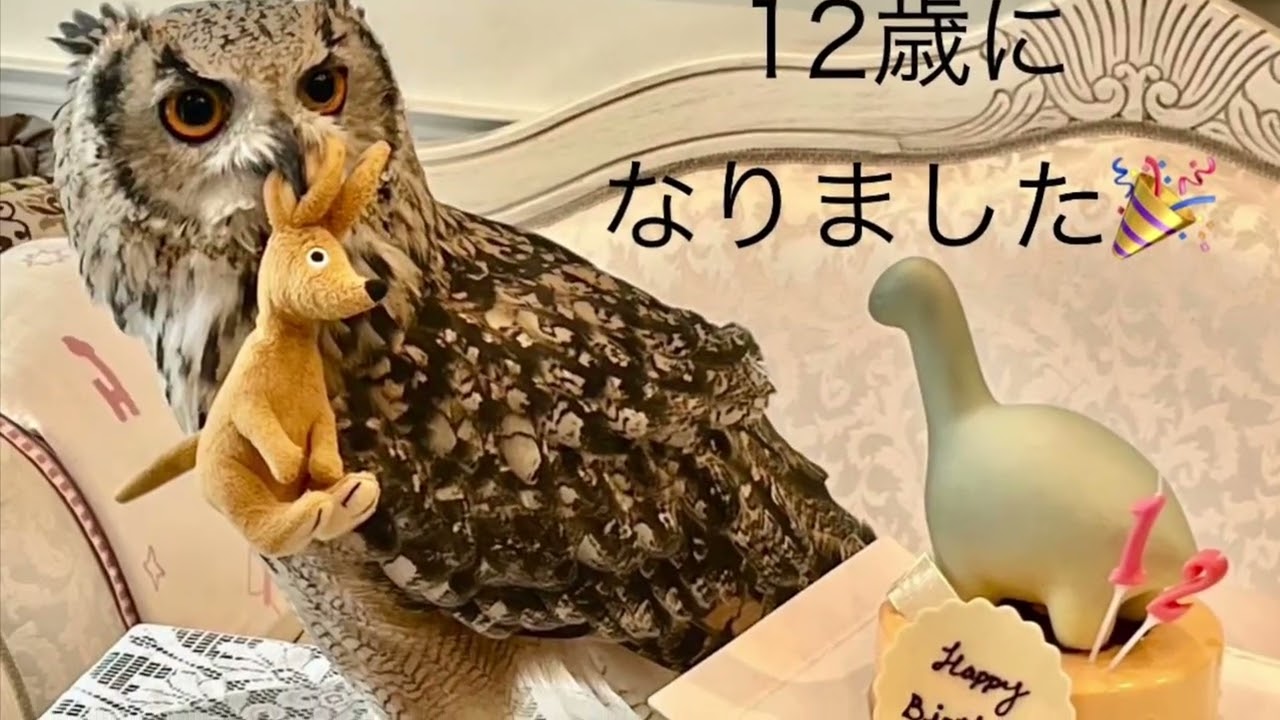 意地っ張りなフクロウ？実はとっても素直な子です♡