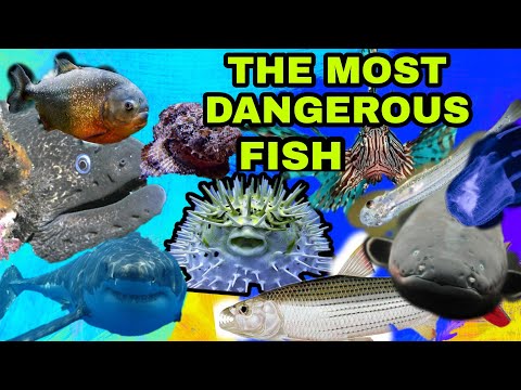 Video: The Most Dangerous Fish In The World