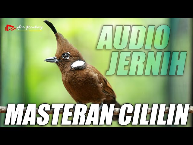 MASTERAN CILILIN JERNIH DURASI PANJANG REAL VIDEO class=