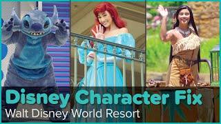 How to Get Your Disney Character Fix Right Now | Walt Disney World Profile