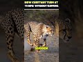 How Cheetahs Turn at 70 MPH 😳🐆 Without Slipping 🔥