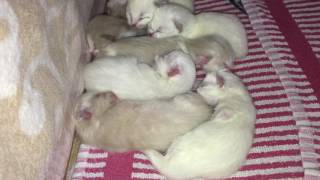 Ragdoll kittens - 1 day old by Spooky Spaansen 45 views 7 years ago 1 minute, 6 seconds