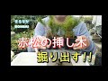 [ミニ盆栽]　赤松の挿し木を、掘り出す！[まるなかBONSAI]　　#盆栽　#BONSAI　#超ミニ盆栽　　　