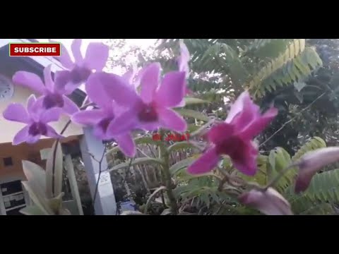 Video: Anggrek dalam ruangan: cara perawatan. Dendrobium Starclass di rumah