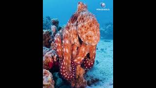 The Day Octopus is the BEST camouflage artist! Octopus cyanea in Hurghada, Egypt