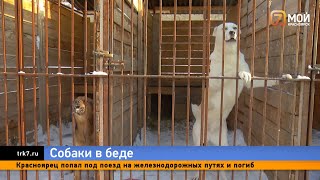 Крупнейший приют для животных в Красноярске, в котором  более 600 собак, на грани выживания