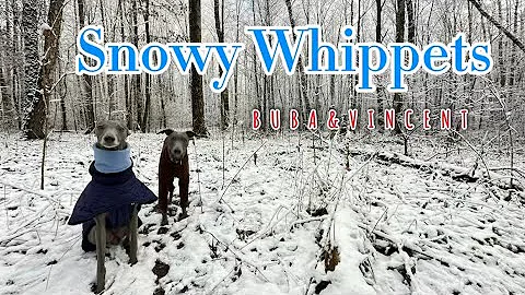 🤍🌿😍Whippets in a snowy forest — a calm, meditative walk. 