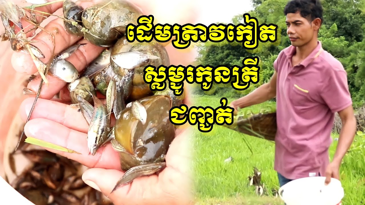 ដើមត្រាវកៀតស្លម្ជូរកូនត្រីជញ្ជត់