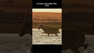 Saiga antelope calm #wildlifeencounters #wildlife #science #nature
