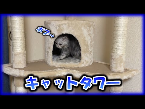 【子猫】キャットタワー購入したけどまだ早かった子猫【マンチカン】