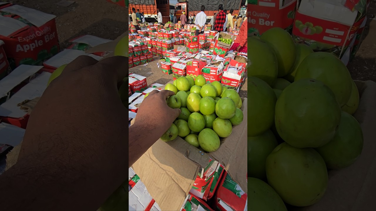 Today Apple Ber Fruit Price in Batasingaram Wholesale Fruit Market 