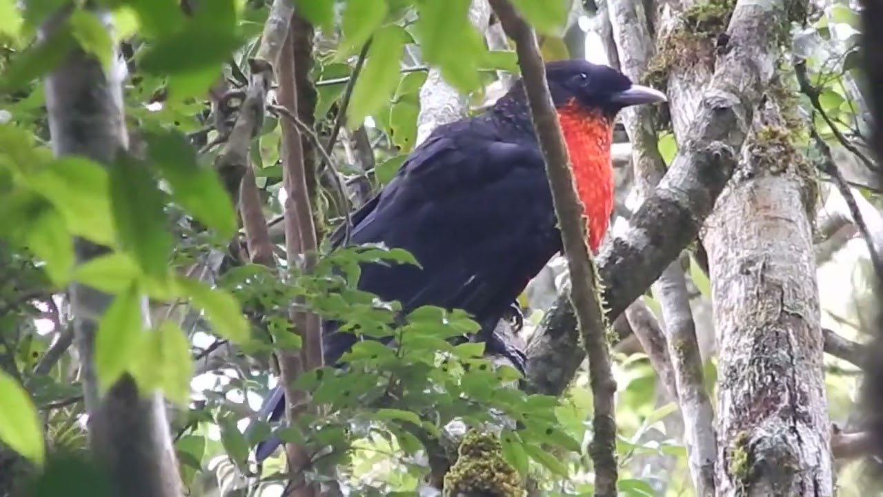 Pavó (Pyroderus scutatus)