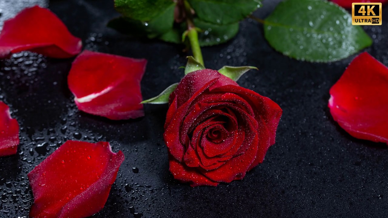 4k ultra uhd rose images - YouTube