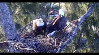 1/31/23  Dade County Eagles:  Rose 'Unbroke' Ron's Heart