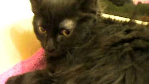 Watch the video about Doctor Sheldonna Hawk Amber Eyed Polydactyl Black Oriental Longhair