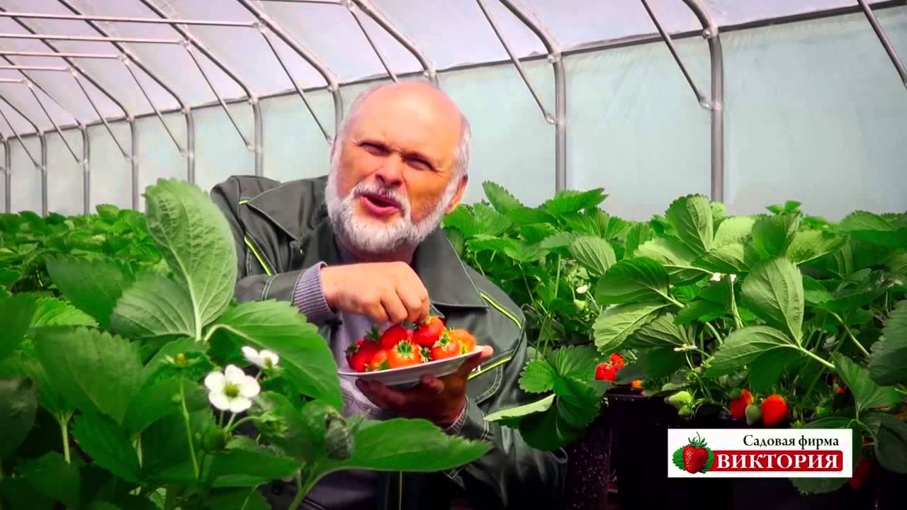 Садовая Фирма Виктория Интернет Магазин