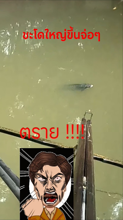 ยิงปลาชะโดใหญ่ขึ้นจ่อ #อยู่กินอินดี้ #fishing #ยิงปลา #fish #nature #ยิงปลาชะโด